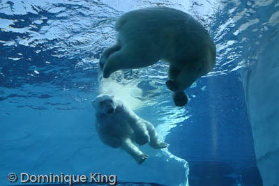 Polar pals at the Detroit Zoo